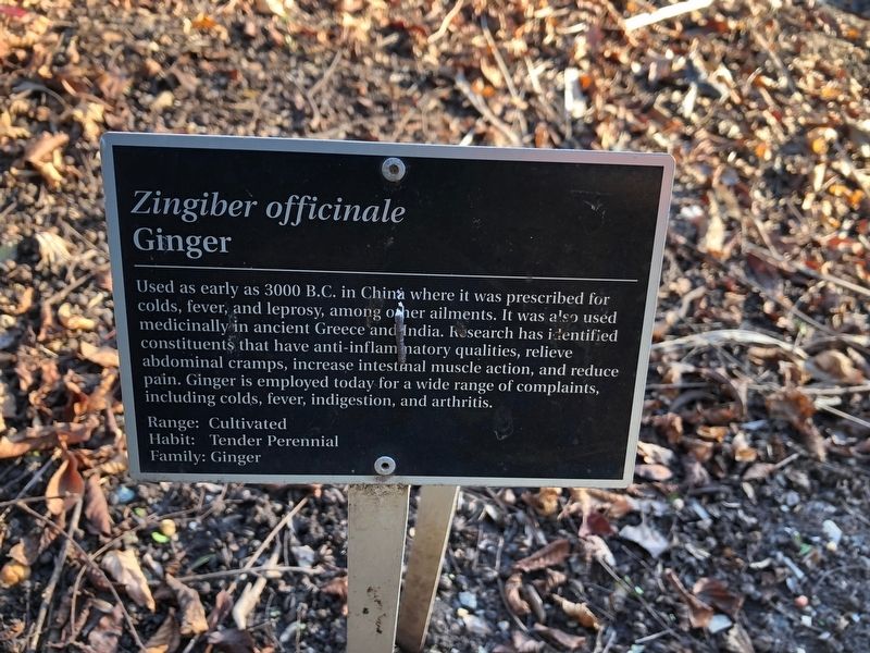 <i>Zingiber officinale</i> Marker image. Click for full size.
