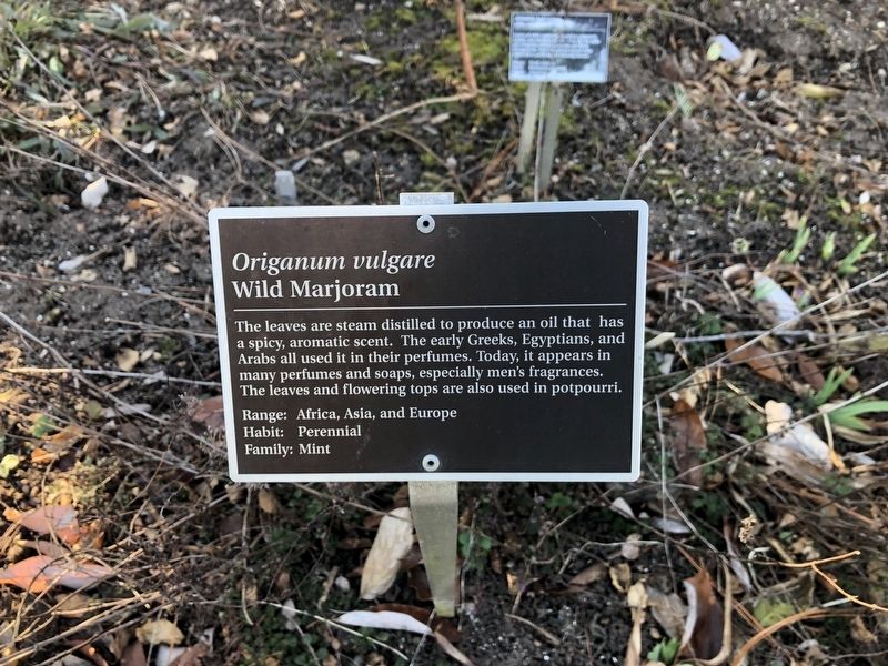 <i>Origanum vulgare</i> Marker image. Click for full size.