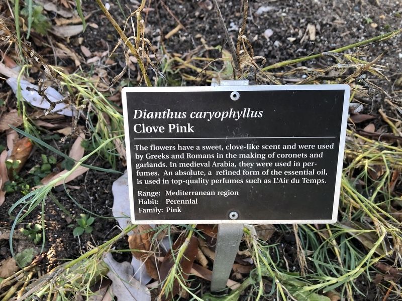 <i>Dianthus caryophyllus</i> Marker image. Click for full size.
