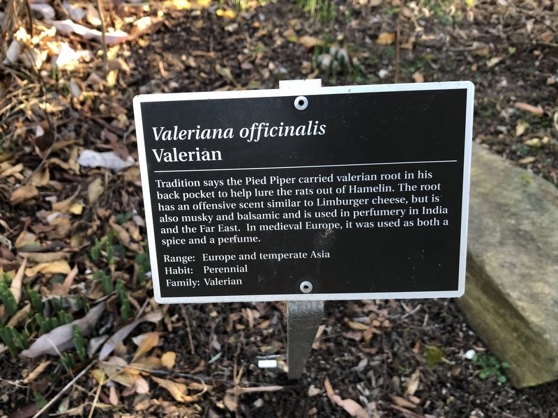 <i>Valeriana officinalis</i> Marker image. Click for full size.
