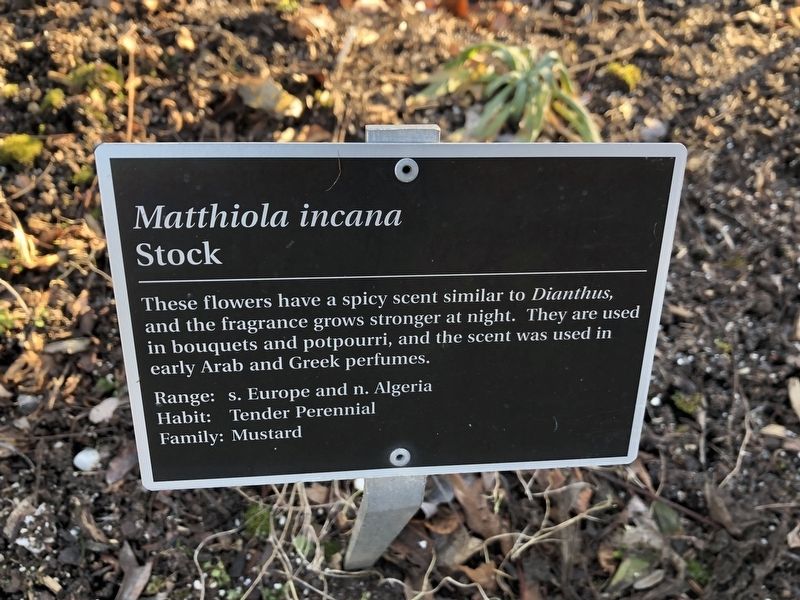 <i>Matthiola incana</i> Marker. Click for full size. <i>Matthiola incana</i> Marker image. Click for full size.
