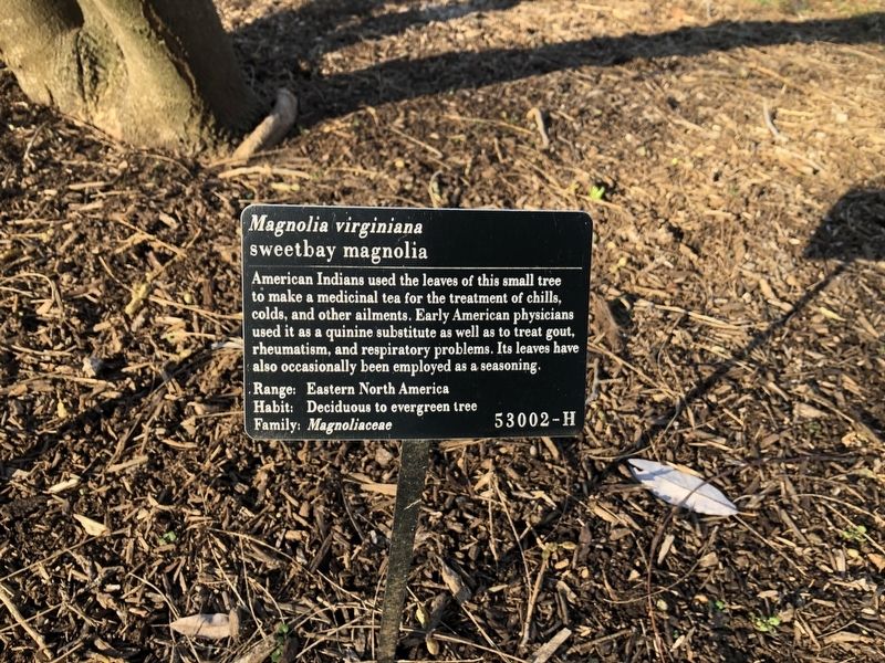 <i>Magnolia virginiana</i> Marker image. Click for full size.