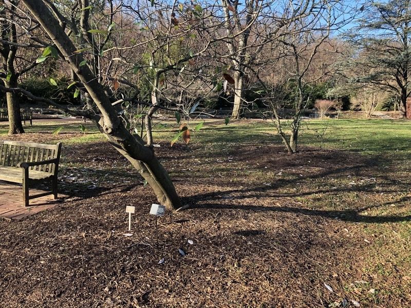 <i>Magnolia virginiana</i> image. Click for full size.