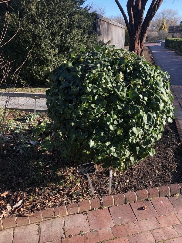 <i>Hedera helix</i> image. Click for full size.