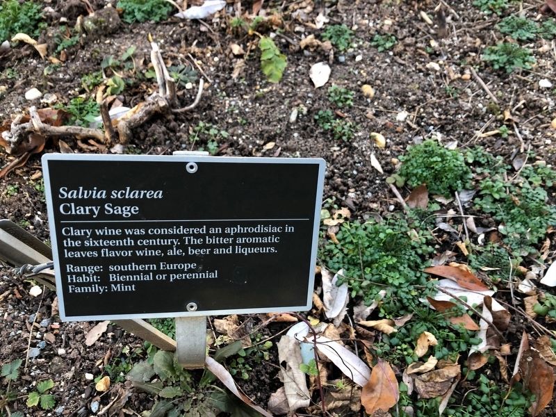 <i>Salvia sclarea</i> Marker image. Click for full size.