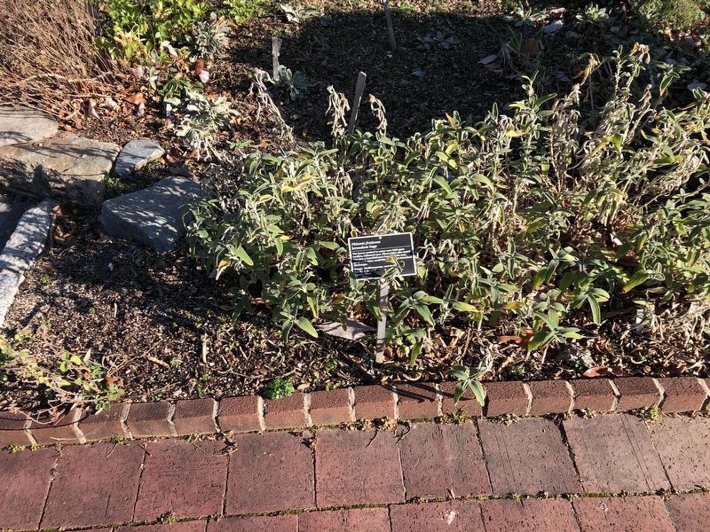 <i>Phlomis fruticosa</i> image. Click for full size.