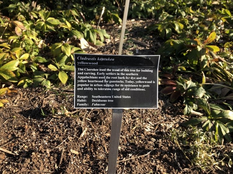 <i>Cladrastis kentukea</i> Marker. Click for full size. <i>Cladrastis kentukea</i> Marker image. Click for full size.