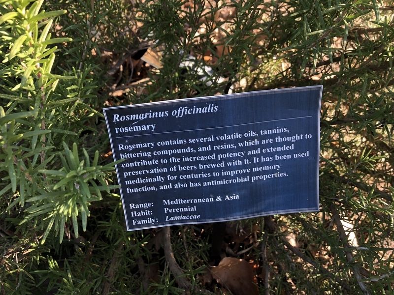 <i>Rosmarinus officinalis</i> Marker. Click for full size. <i>Rosmarinus officinalis</i> Marker image. Click for full size.