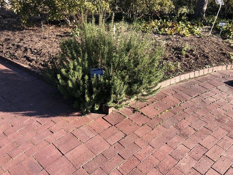 <i>Rosmarinus officinalis</i>. Click for full size. <i>Rosmarinus officinalis</i> image. Click for full size.