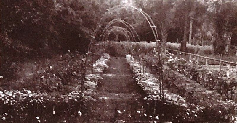 Photo Insert: Center Right Gardens c. 1950s image. Click for full size.