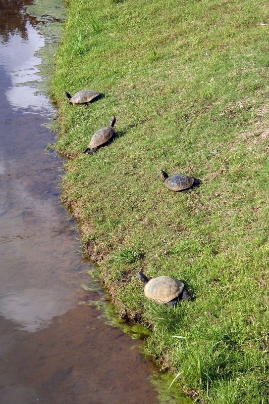 Alabama Red-Bellied Turtles. Click for full size. Alabama Red-Bellied Turtles image. Click for full size.