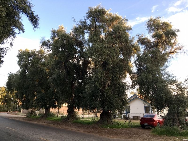 Olive Trees. Click for full size. Olive Trees image. Click for full size.