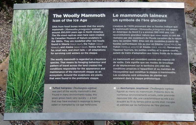 The Woolly Mammoth /<br>Le mammouth laineux Marker. Click for full size. The Woolly Mammoth /<br>Le mammouth laineux Marker image. Click for full size.