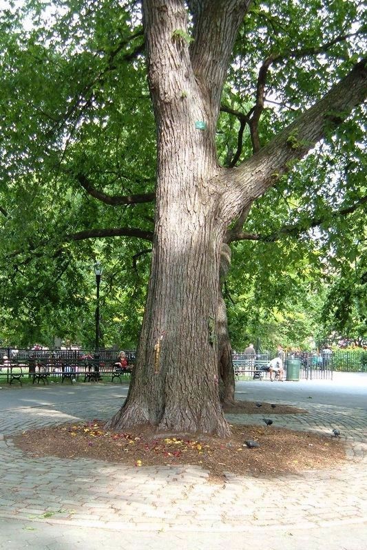 The Hare Krishna sycamore. Click for full size. The Hare Krishna sycamore image. Click for full size.