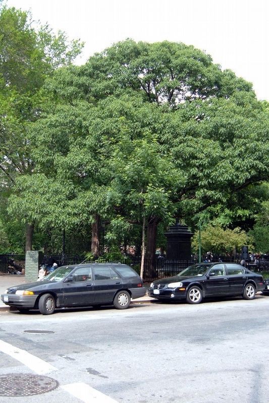 The Paderewski Tree, 2005 image. Click for full size.