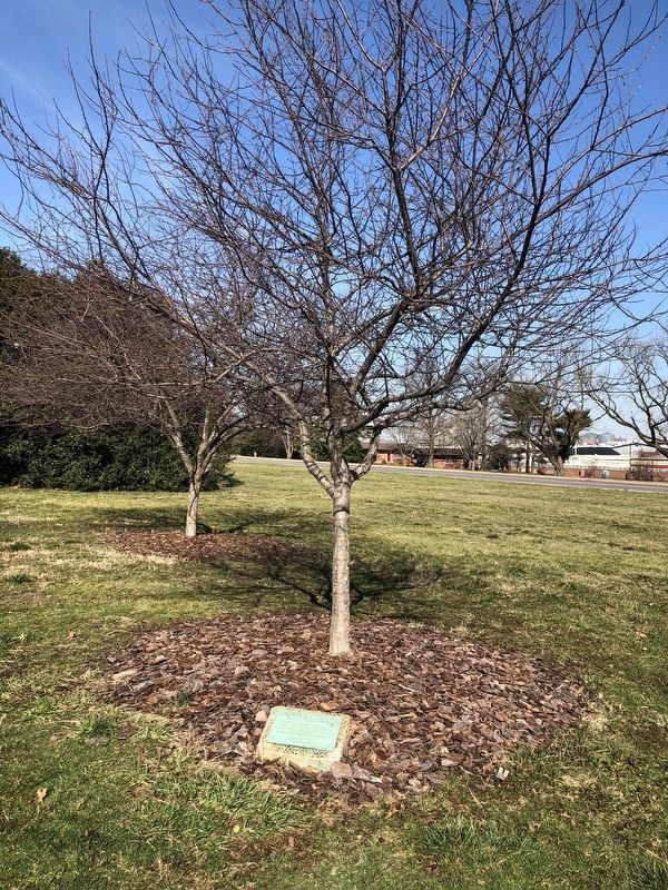 This Tree Dedicated to Major Richard Heath Marker image. Click for full size.