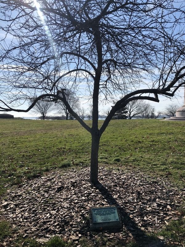 This Tree Dedicated to Colonel Joseph Sterett Marker image. Click for full size.