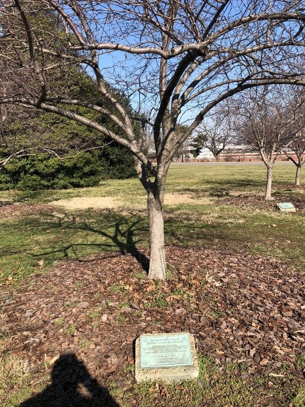 This Tree Dedicated to Major J.J. Ulrich Rivaldi Marker image. Click for full size.