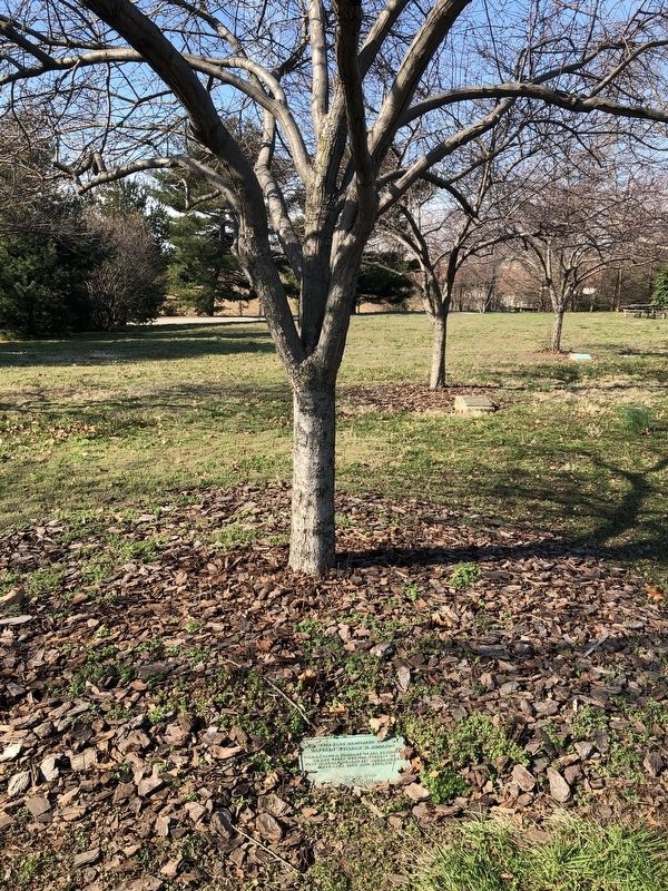This Tree Dedicated to Captain William H. Addison Marker image. Click for full size.