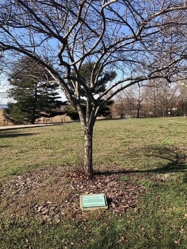 This Tree Dedicated to Commodore Joshua Barney, U.S.N. Marker image. Click for full size.