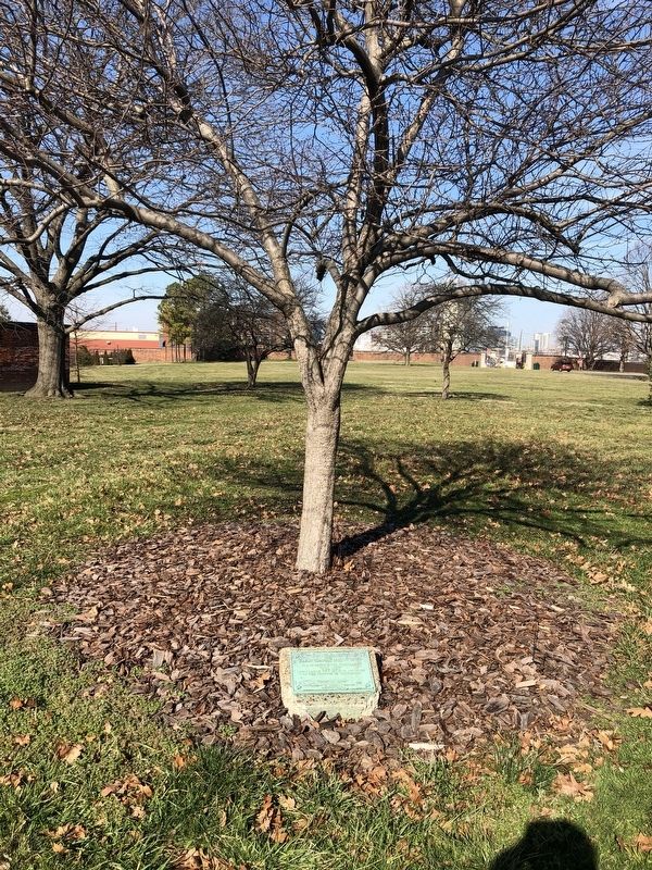 This Tree Dedicated to Major General Samuel Smith Marker image. Click for full size.