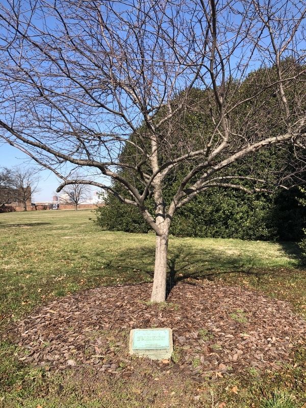 This Tree Dedicated to Edward Johnson Marker image. Click for full size.