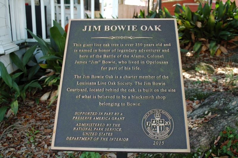 Jim Bowie Oak Marker image. Click for full size.
