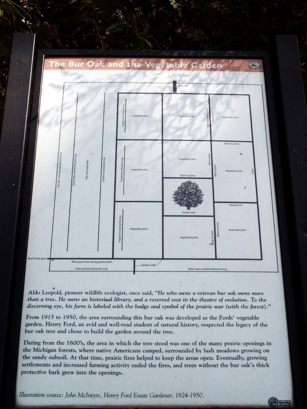 The Bur Oak and the Vegetable Garden Marker. Click for full size. The Bur Oak and the Vegetable Garden Marker image. Click for full size.