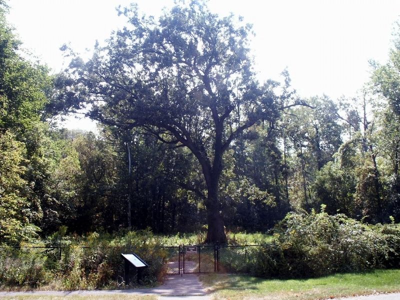 The Bur Oak and the Vegetable Garden Marker. Click for full size. The Bur Oak and the Vegetable Garden Marker image. Click for full size.