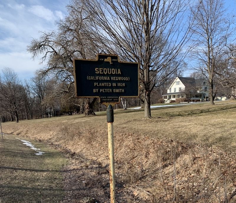 Sequoia Marker. Click for full size. Sequoia Marker image. Click for full size.