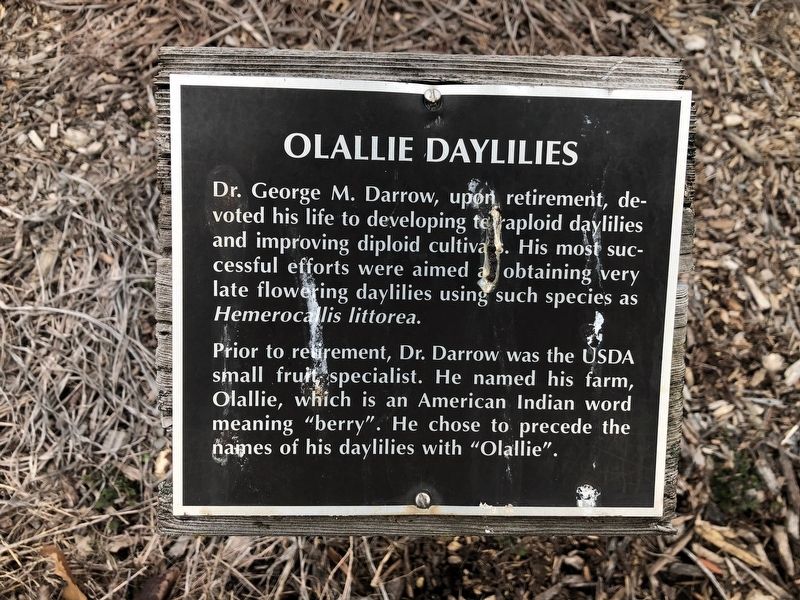 Olallie Daylilies Marker. Click for full size. Olallie Daylilies Marker image. Click for full size.