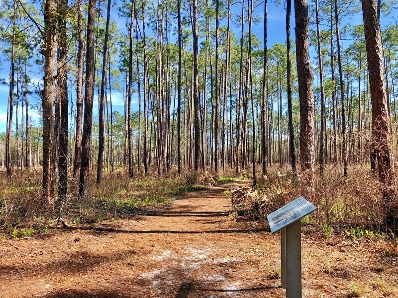 View from marker towards visitors center (can be seen between trees on right). image. Click for full size.