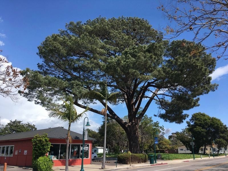 Wardholme Torrey Pine. Click for full size. Wardholme Torrey Pine image. Click for full size.