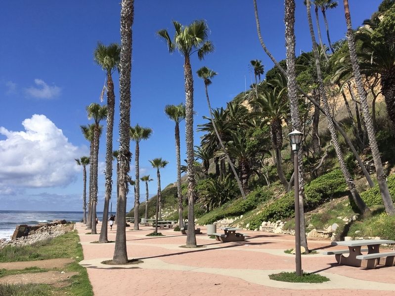 Grove of Palm Trees. Click for full size. Grove of Palm Trees image. Click for full size.