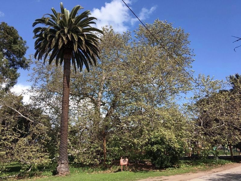 Portol Sycamore Tree image. Click for full size.