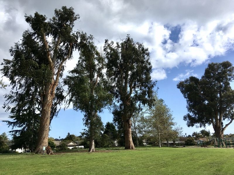 Eucalyptus Trees image. Click for full size.