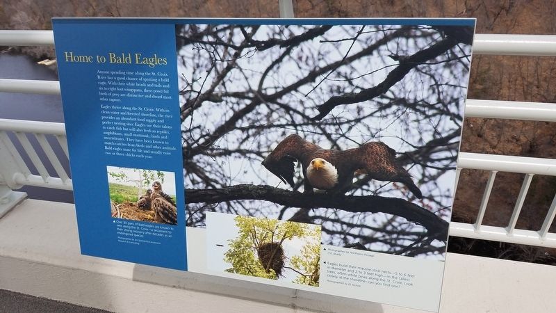 Home to Bald Eagles Marker image. Click for full size.