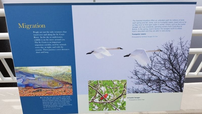 Migration Marker. Click for full size. Migration Marker image. Click for full size.