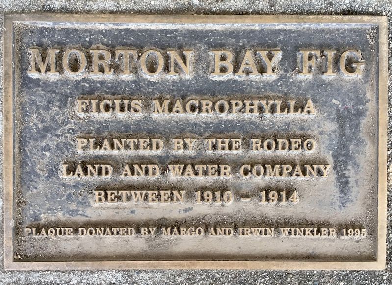 Morton Bay Fig Tree Marker. Click for full size. Morton Bay Fig Tree Marker image. Click for full size.