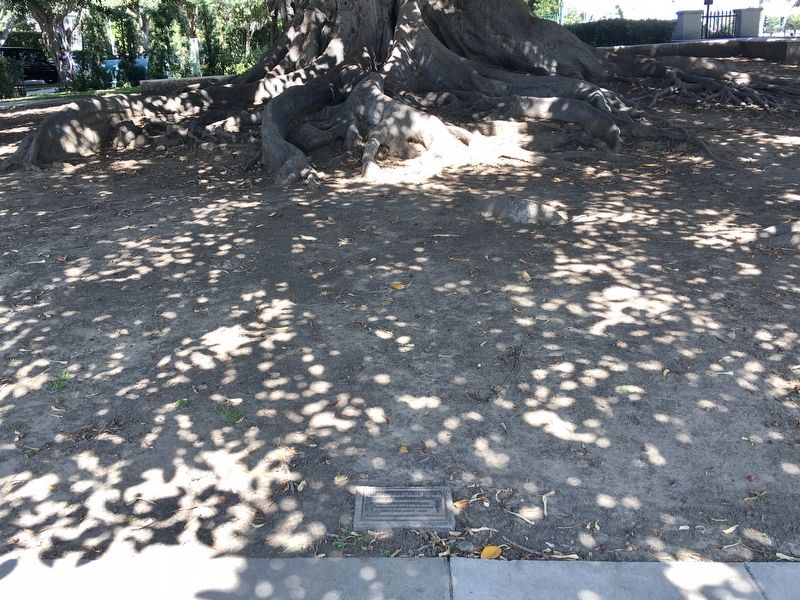 Morton Bay Fig Marker. Click for full size. Morton Bay Fig Marker image. Click for full size.