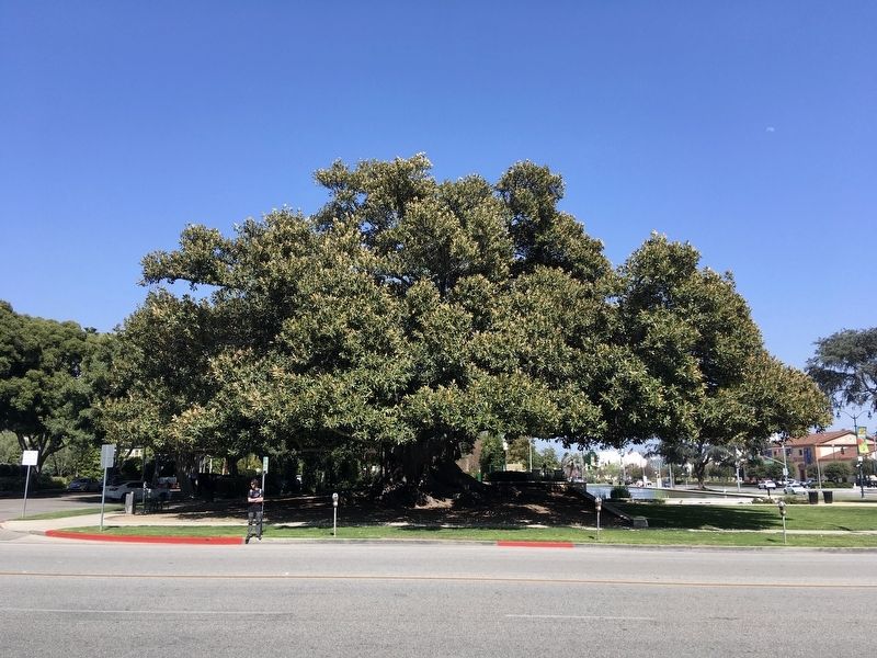 Morton Bay Fig Tree. Click for full size. Morton Bay Fig Tree image. Click for full size.