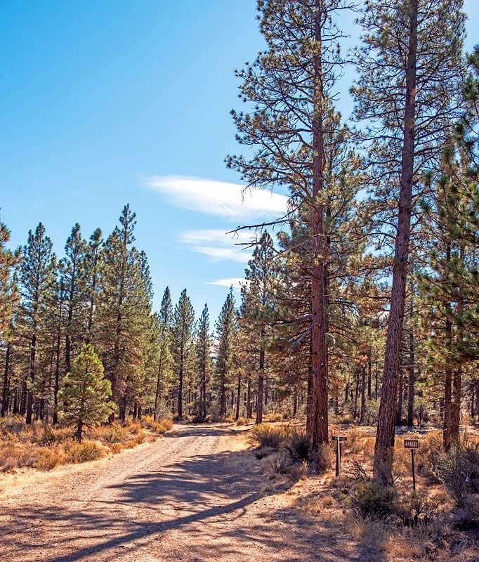 Yreka Trail - Splendid Pine Timber Marker image. Click for full size.
