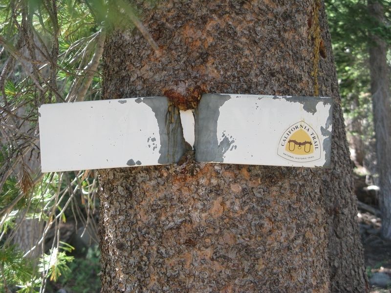 California National Historic Trail Marker Embedded in Tree image. Click for full size.