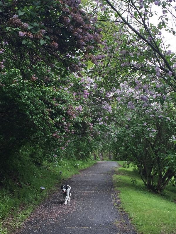 Best Boy Ted Walks Along The Lilac Walk image. Click for full size.