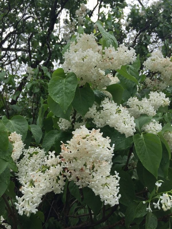 The Lilacs At Clermont. Click for full size. The Lilacs At Clermont image. Click for full size.