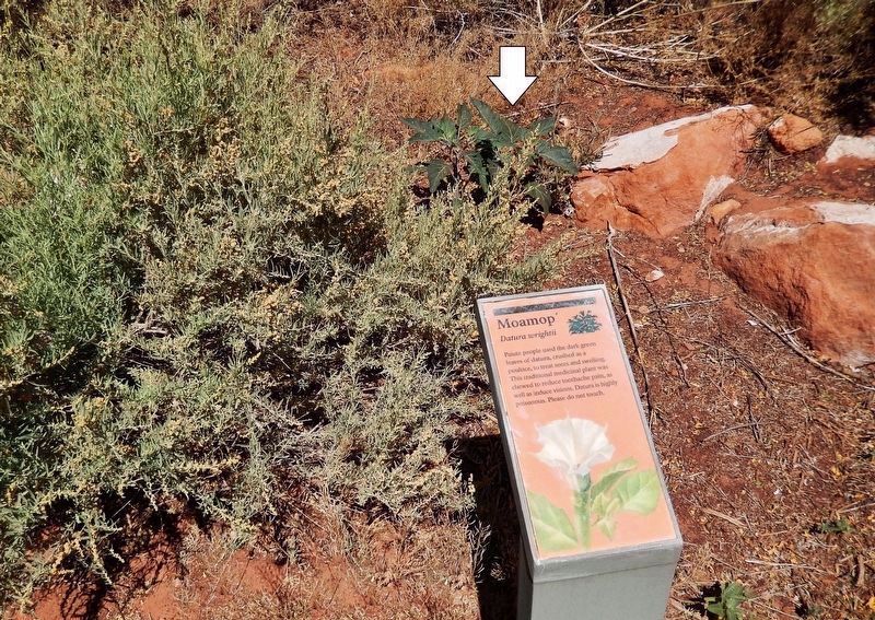 Moamop' Marker. Click for full size. Moamop' Marker image. Click for full size.