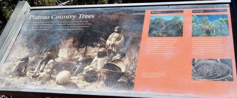 Plateau Country Trees Marker image. Click for full size.