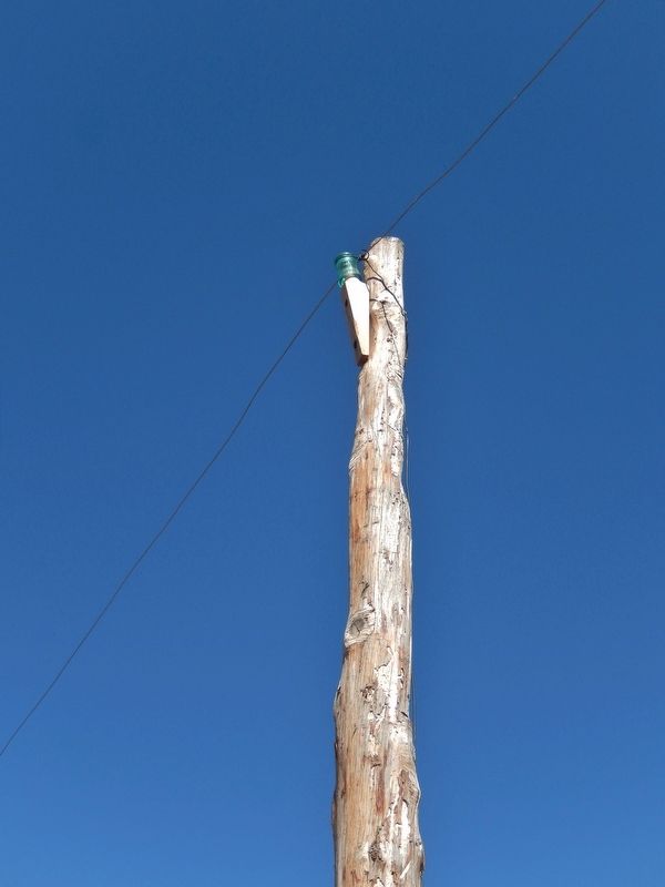Juniper Telegraph Pole. Click for full size. Juniper Telegraph Pole image. Click for full size.