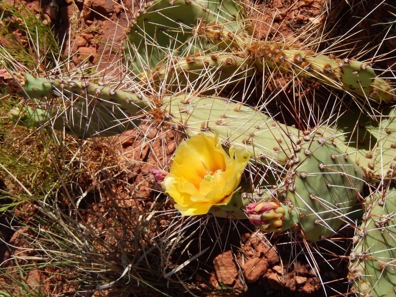 Yoowuv' / desert prickly pear image. Click for full size.