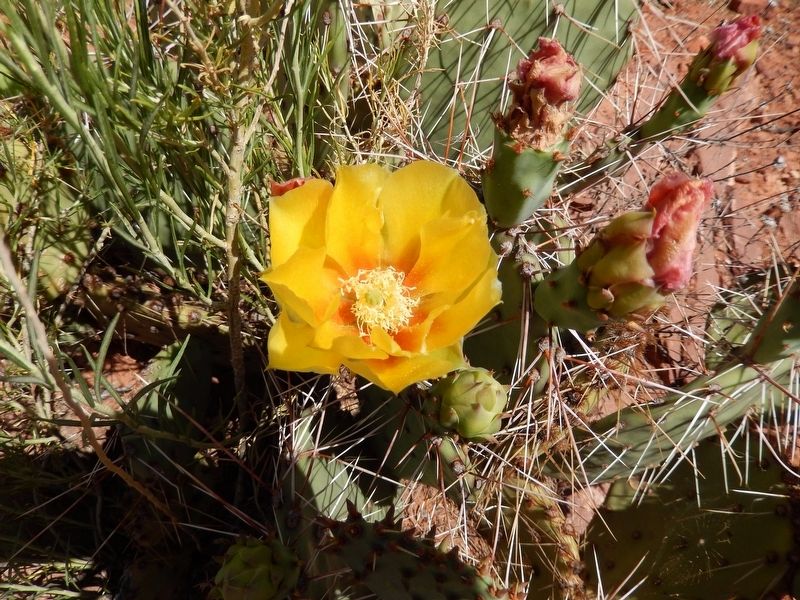 Yoowuv' / desert prickly pear image. Click for full size.